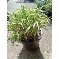 ราคา ไผ่เงิน-ไผ่แมวกระถาง6นิ้ว (25888141426)