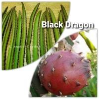 ราคา ตอแก้วมังกรพันธุ์หายาก พันธุ์นอก "Black Dragon" (8084465539)