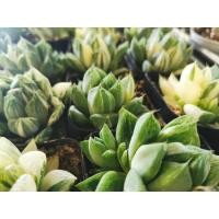 ราคา ฮาโวเทีย ฮาโวเทียด่าง ฮาโวเทียหยดน้ำ กระถาง 2 นิ้ว Haworthia cuspidata (10596278451)