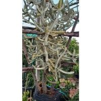 ราคา ยูโฟเบียแลคเทียไวท์โกสสลัดไดขาวยาว15-25เซ็นติเมตรมีรากทุกต้นส่งแแบถอดกระถาง (7791285286)