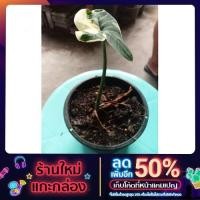 ราคา ต้นถุงเงิน ถุงทอง ไม้มงคล (8893076889)