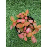 ราคา ต้นพรมออสเตรเลียแดง"Ruby Lime" [Fittonia "Ruby Lime"] ในกระถาง3" (18679750333)