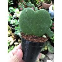 ราคา ของชำร่วย ต้นไม้จริง รูปหัวใจ โฮย่ารูปหัวใจ ไม้มงคล ฟอกอากาศ ในกระถาง 2 นิ้ว (3049136314)