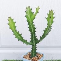 ราคา กระบองเพชร ยูโฟเบียแลคเทีย (Euphorbia lactea)​ ขนาด 20-30 cm. (10626667896)
