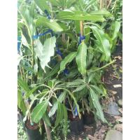 ราคา ต้นมะม่วงน้ำดอกไม้มันกิ่งทาบไซส์ถุงสูง70-90cm. (11604284363)