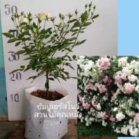 ราคา ซัมเมอร์สโนว์กุหลาบเลื้อย (9947903538)
