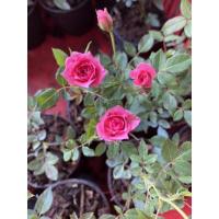 ราคา กุหลาบหนูสีชมพู กุหลาบแคระ กุหลาบจิ๋ว ต้นเล็ก กระถาง 3 นิ้ว สวยงาม (21256659492)