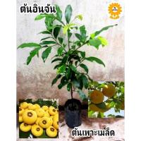 ราคา ต้นอินจัน อินจัน ไม้โบราญ (21981451422)
