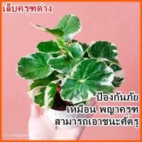 ราคา เล็บครุฑ ใบด่าง ป้องกันภัย ตั้งโต๊ะทำงาน ต้นไม้ฟอกอากาศ ไม้มงคล #เล๊บครุฑด่างกลม (19294118878)