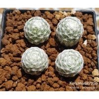 ราคา แมมลูกกอล์ฟ size น่ารัก 4 ต้น (Mammillaria humboldtii) (8674639525)