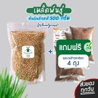 ราคา (1 แถม 4 ) เมล็ดหญ้าแมว ต้นอ่อนข้าวสาลี 500 กรัม หญ้าแมว [แถมวิธีปลูก] (6341275681)