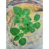 ราคา ต้นใบหูเสือ ต้นกล้าใบหูเสือ ชุดละ 2 ต้น (9610563306)