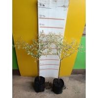 ราคา ต้นหูกระจงด่าง ต้นชำกิ่ง สูง 70 เซน (28113396687)