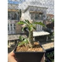 ราคา ต้นมะพร้าวทะเลทราย Dorstenia horwoodii (14870267828)