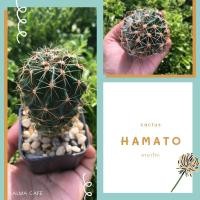 ราคา ฮามาโตะ hamatocactus (6252835542)