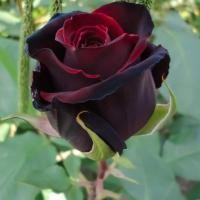 ราคา 20 เมล็ด กุหลาบอังกฤษ พันธุ์ไม้เลื้อย สีแดงดำกำมะหยี ดอกใหญ่ Rose seeds (9575626546)