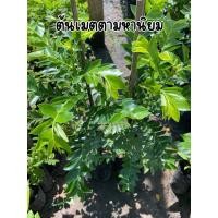 ราคา ต้นเมตตามหานิยม ต้นพร้อมส่ง สูง40เซนครับ (28878950489)