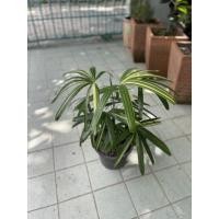 ราคา ต้นจั๋งญี่ปุ่น #จั๋งด่าง #Rhapis excelsa (13134200736)
