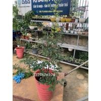 ราคา ต้นทับทิมแอปริคอท-เชอรี่ไทย-เชอรี่ประดับ(รูปถ่ายจริง100%) (27840032755)