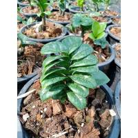 ราคา กวักมรกตแคระ พร้อมส่ง (ดิน+กระถาง) (15451291112)