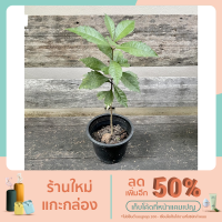 ราคา ต้นพวงครามออสเตรเลีย ความสูง 9 ถึง 14 นิ้ว (11064688120)