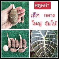 ราคา บอนสตูลดำ 3ขนาดให้เลือก เป็นบอนประจำถิ่นของจังหวัดสตูล หัวบอนสี บอนสี บอนดำสตูล สตูลดำ หัวบอนสตูลดำ (22314516923)