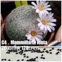 ราคา C4 . Mammillaria lenta 20 เมล็ด 120บาท (3617645402)