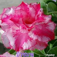 ราคา 10 เมล็ด ดอกชวนชม ดอกกุหลาบทะเลทราย สายพันธุ์ยักษ์ ดอกสีชมพู Adenium Seeds (9475616061)