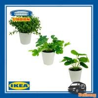 ราคา ต้นไม้ปลอม แบบ2 ชุด 3 ต้น ไม้กระถางประดิษฐ์+กระถาง FEJKA เฟคก้า IKEA ขนาด 6 ซม. (6878348910)