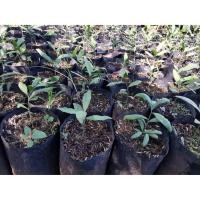 ราคา ต้นกล้าผักหวานป่าขนาด30-35ซม.(1ชุด4ต้น) (4404562051)