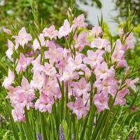 ราคา 10 หัว แกลดิโอลัส Gladiolus ดอกซ่อนกลิ่นฝรั่ง ดอกคำมั่นสัญญา สายพันธุ์ Charming Lady Hardy (25354420624)