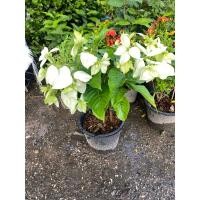 ราคา ต้นดอนญ่าสีขาว#กระถางขนาด11นิ้ว (24833658402)