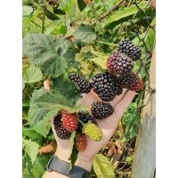 ราคา ต้น Blackberry พันธุ์ Prime Arc Freedom ความสูง 4-5 นิ้ว เพาะเลี้ยงแบบเนื้อเยื่อ (12526374851)
