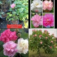 ราคา (1ต้น) ต้น ต้นพุดตานไทย หรือ ดอก 3 สี ดอกสามสี ดอก3สี พุดตานไทย ต้นพุดตาน พุดตาน ไทย / fadel (16493923239)