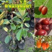 ราคา ต้นละมุดสีดา ต้นสวย พร้อมปลูก (44071415733)
