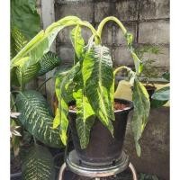 ราคา กล้วยป่าด่างลายหินอ่อน กล้วยด่าง จัดส่งฟรี (11811800051)