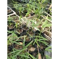 ราคา ต้นกล้าหมากแดง ขั้นต่ำ 20ต้น 100บาท (25121845060)