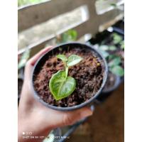 ราคา รวยล้นฟ้าต้นลูกแยกหน่อ (13610754540)