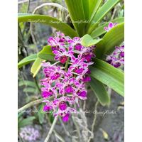 ราคา กล้วยไม้สกุลช้างคละสีดอก (2289496792)