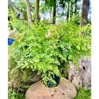 ราคา เฟิร์นก้านดำ กระถาง 8 นิ้ว (20034968169)