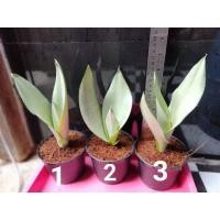 ราคา ลิ้นมังกรมูนไชน์ moon shine ลิ้นมังกร ต้นไม้ฟอกอากาศ ปลูกในห้องนอน (10445755345)