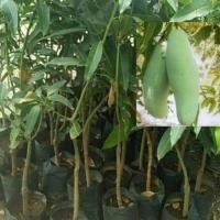 ราคา ต้นมะม่วงลิ้นงูเห่า มะม่วงลิ้นงูเห่าผลใหญ่รสมันออกเปรี้ยวนิดๆอร่อยกรอบ (2766337699)