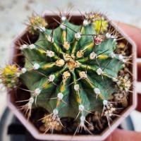 ราคา มะละกอดิบ ด่างสวย แม่พันธุ์ โคลนดัง ต้นใหญ่ ตัวแรร์ (23251800892)