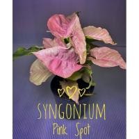 ราคา Syngonium Pink Spot ต้นออมชมพูด่าง ส่งพร้อมกระถางขนาด3นิ้ว (20143871307)