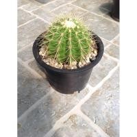ราคา ถังทองแคคตัส (Golden Barrel cactus) (3559281071)