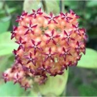 ราคา Hoya mindo PG12 โฮย่ามินโด (5891575107)