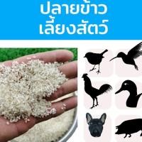 ราคา ปลายข้าว ปลายข้าวเลี้ยงสัตว์ 15 กิโลกรัม ปลายข้าวสะอาด ปลายข้าวเลี้ยงไก่ เป็ด นก หมู สุนัข (28235986749)
