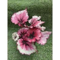 ราคา ต้นบีโกเนีย Rex Miami Storm [ Begonia Rex Miami Storm ] ไม้ในกระถาง3" (25261024620)