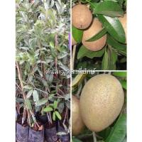 ราคา ละมุดสาลี่ยักษ์ ละมุดสาลี่เวียดนาม ผลขนาดใหญ่ รสชาติหวาน กรอบ เนื้อไม่เละ ต้นทรงพุ่มสูง ต้นพันธุ์ทาบกิ่ง (20919343632)