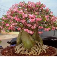 ราคา ชวนชม สายพันธุ์ ราชินีพันดอก 10 เมล็ด สีชมพู (21682732563)